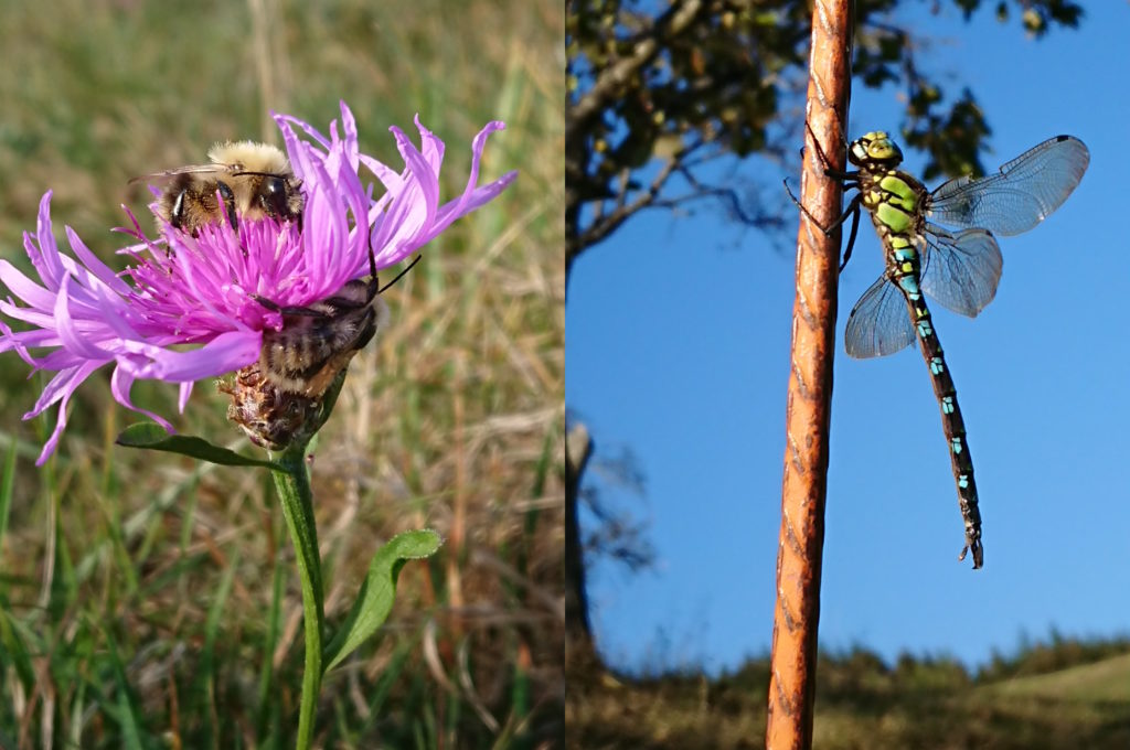 Im linken Teil des zweigeteilten Bildes befindet sich eine Blüte mit zwei Hummeln, im rechten Teil eine Libelle, die sich an eine Eisenstange klammert.